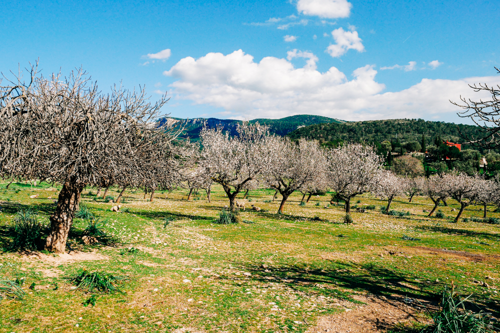 Mallorca im Fruehling Mandelbluete