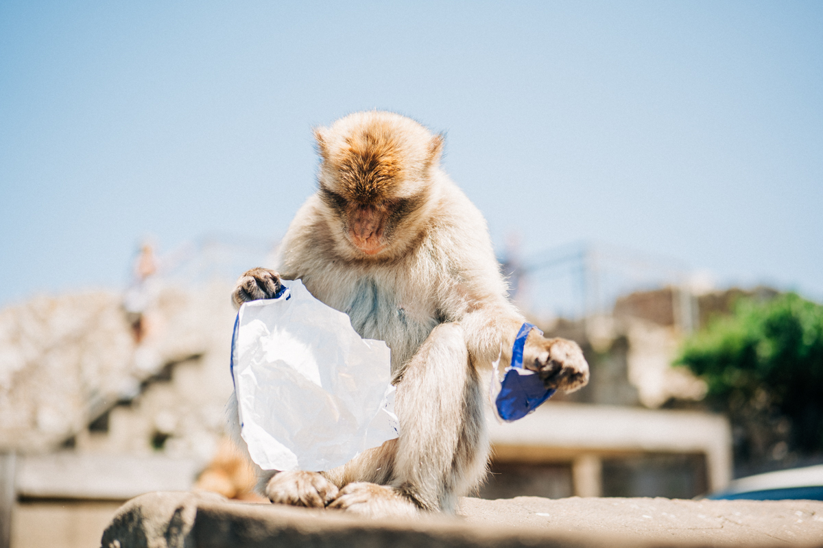 Affen Fels von Gibraltar - In Gibraltar sind die Affen los: Zu Besuch auf dem Affenfelsen