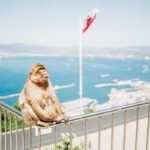 Affen Felsen von Gibraltar 150x150 - New York im Dezember: Meine Erfahrungen in der Weihnachtszeit