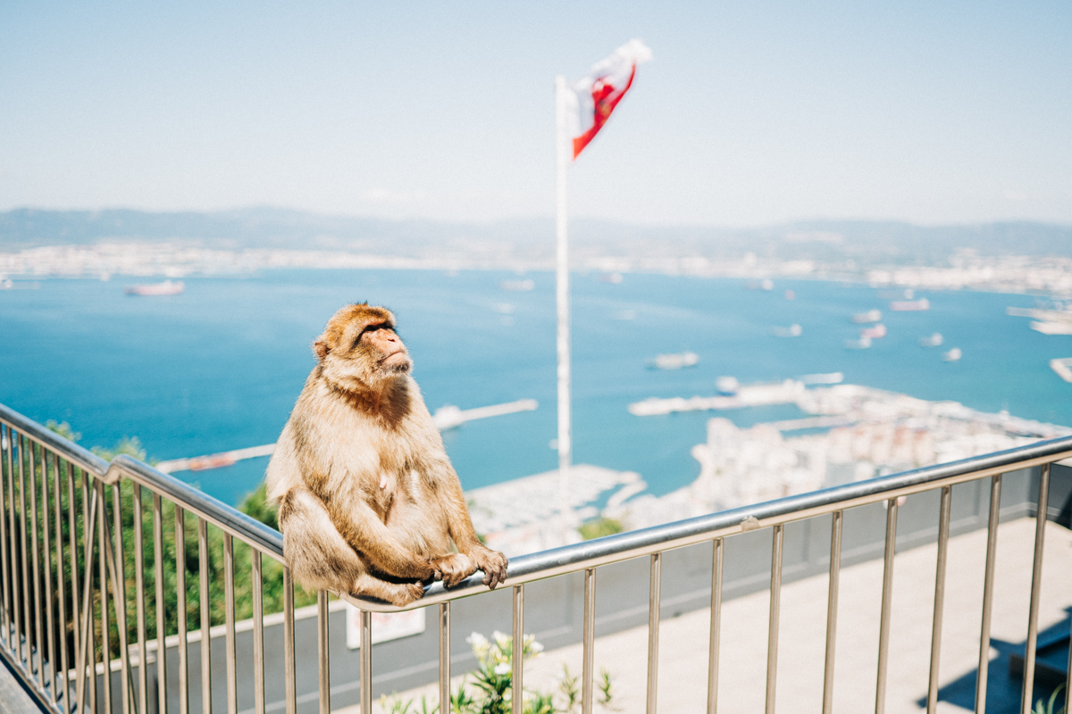 Affen Felsen von Gibraltar - In Gibraltar sind die Affen los: Zu Besuch auf dem Affenfelsen