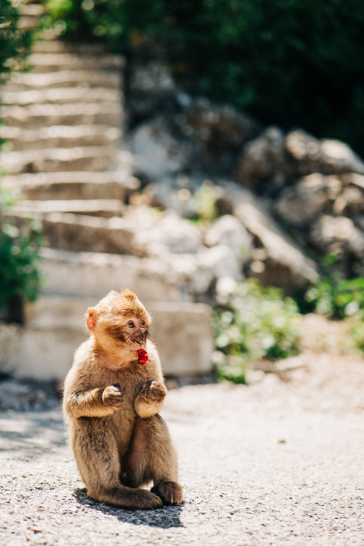 Affenfelsen Fels von Gibraltar Bilder 23 - In Gibraltar sind die Affen los: Zu Besuch auf dem Affenfelsen
