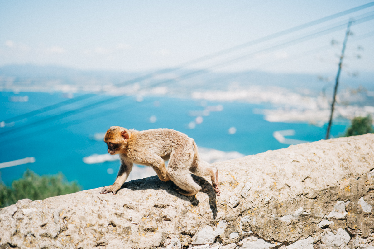 Affenfelsen Fels von Gibraltar Bilder 24 - In Gibraltar sind die Affen los: Zu Besuch auf dem Affenfelsen