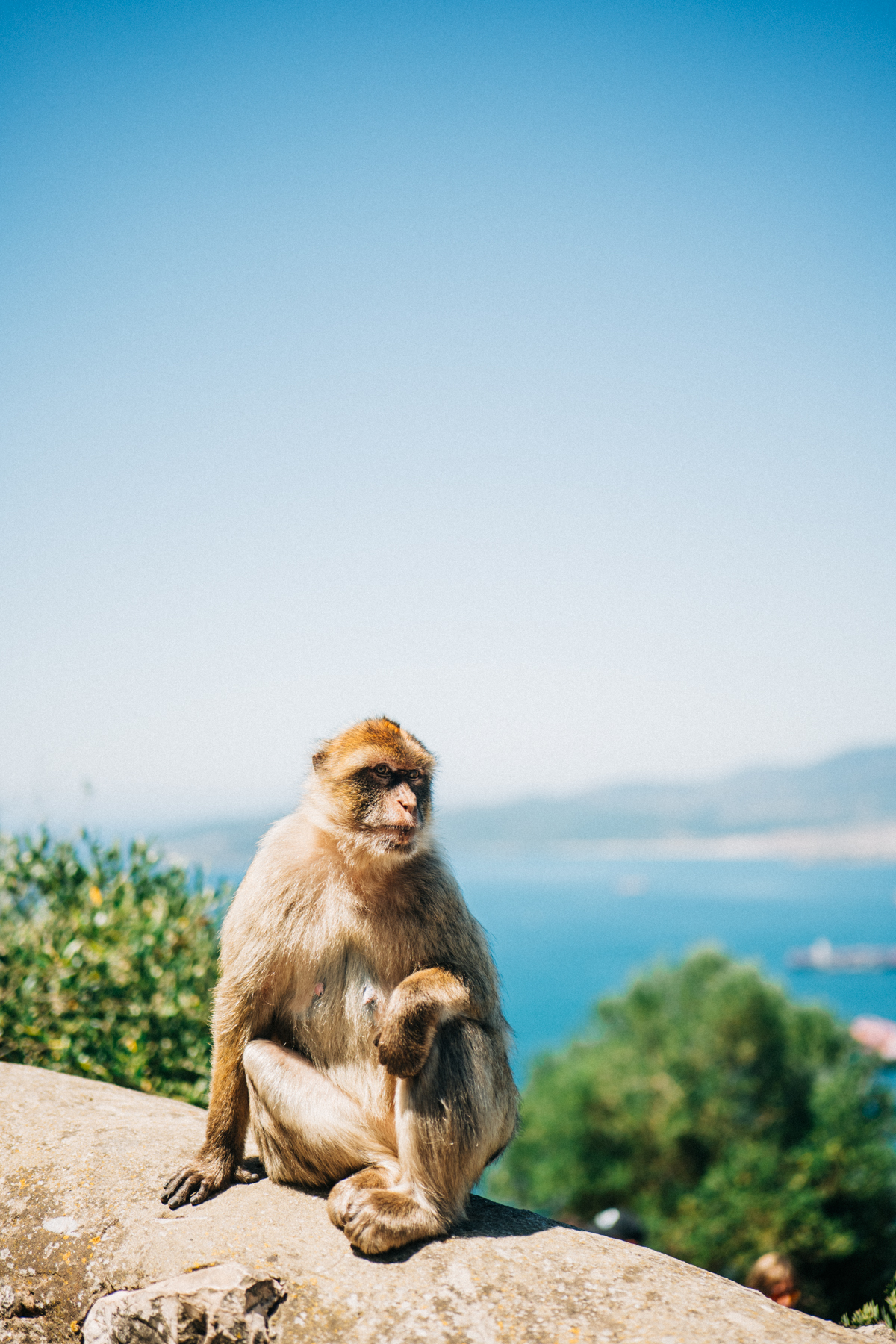 Affenfelsen Fels von Gibraltar Bilder 25 - In Gibraltar sind die Affen los: Zu Besuch auf dem Affenfelsen
