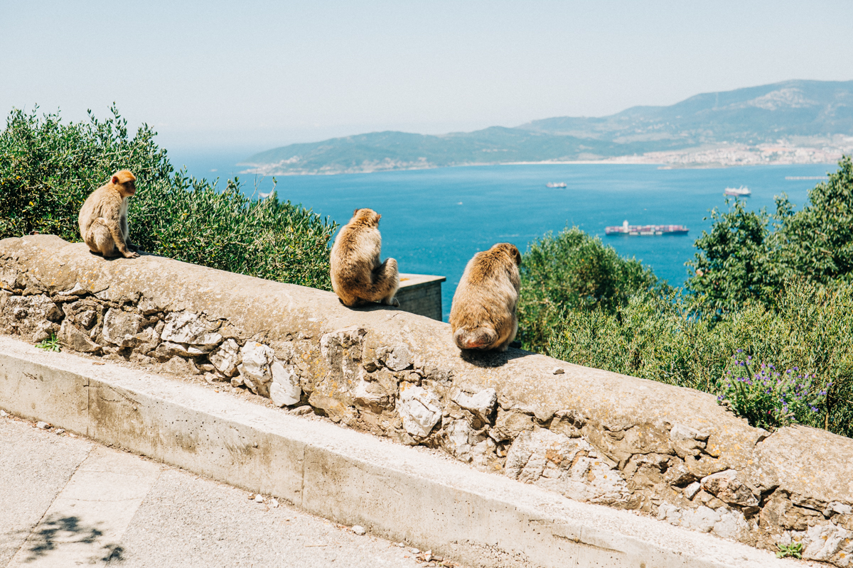 Affenfelsen Fels von Gibraltar Bilder 27 - In Gibraltar sind die Affen los: Zu Besuch auf dem Affenfelsen