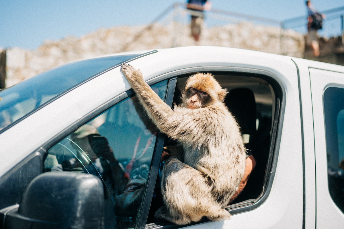Affenfelsen Fels von Gibraltar Bilder 3 - In Gibraltar sind die Affen los: Zu Besuch auf dem Affenfelsen