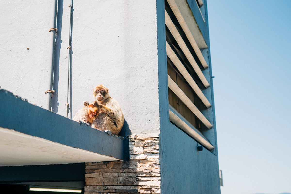 Affenfelsen Fels von Gibraltar Bilder 30 - In Gibraltar sind die Affen los: Zu Besuch auf dem Affenfelsen