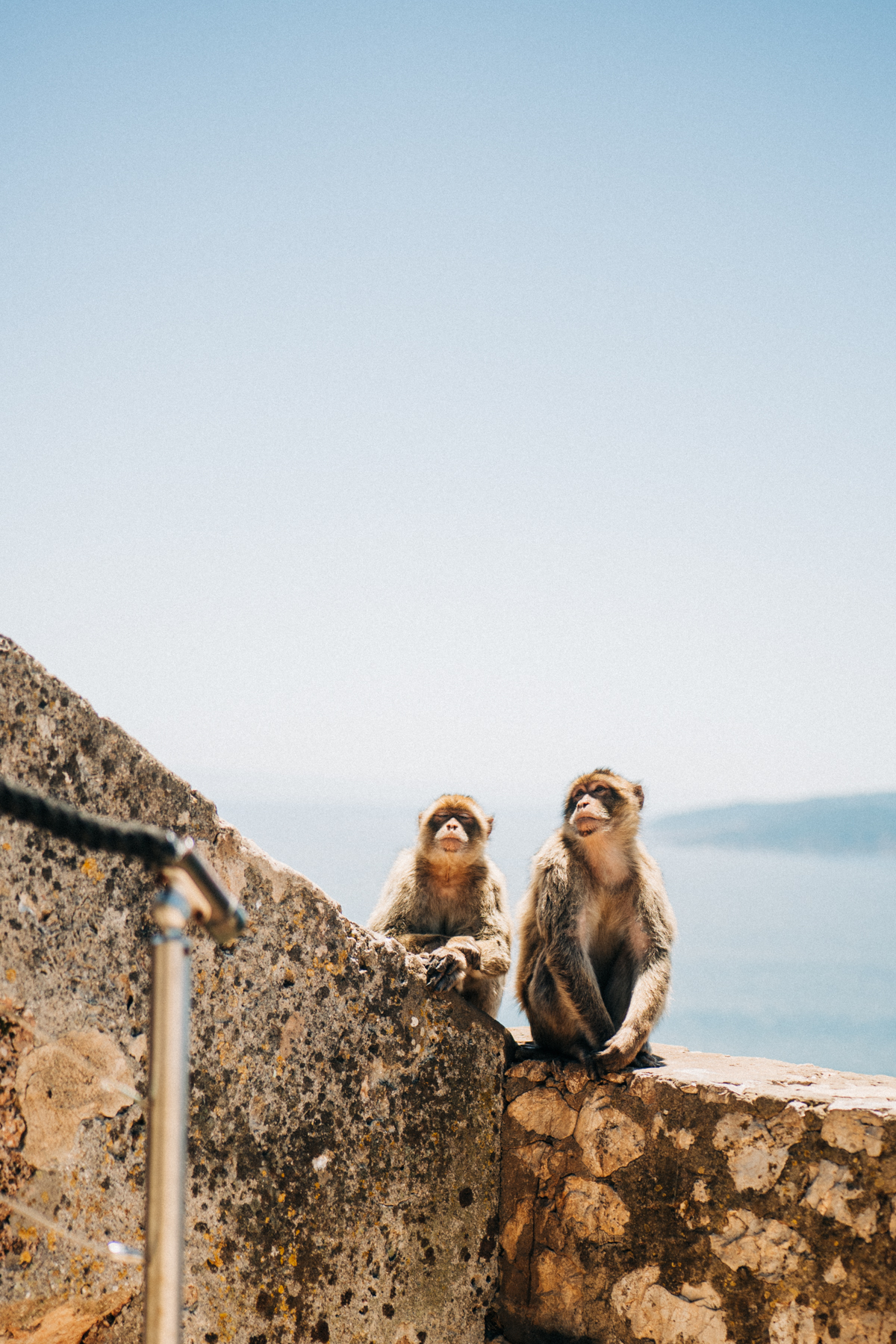 Affenfelsen Fels von Gibraltar Bilder 5 - In Gibraltar sind die Affen los: Zu Besuch auf dem Affenfelsen