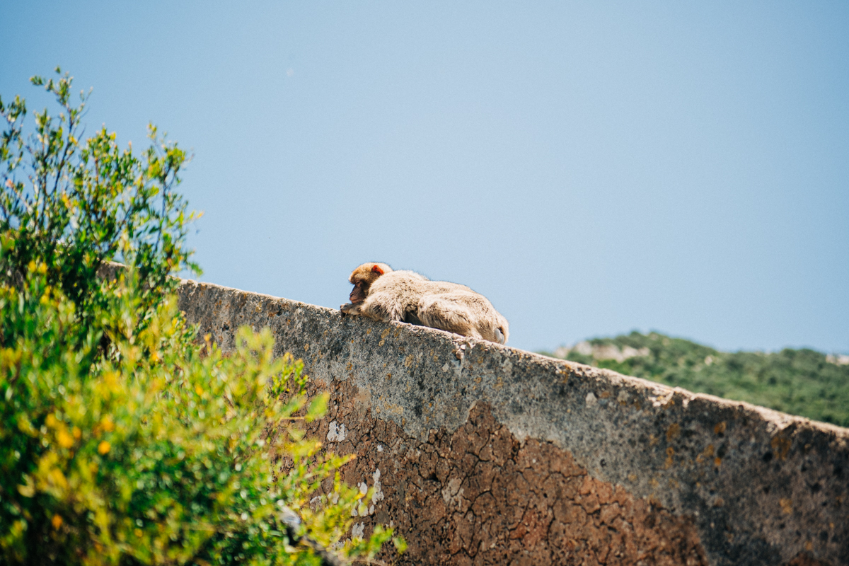 Affenfelsen Fels von Gibraltar Bilder 8 - In Gibraltar sind die Affen los: Zu Besuch auf dem Affenfelsen