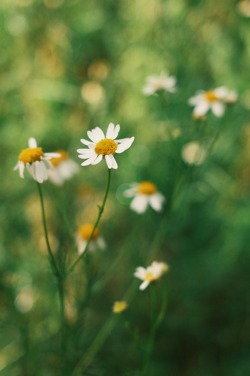 Fujifilm X100VI Testbilder Blumen Makro